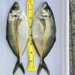 高級養殖シマアジ２匹 1.6~2.0kg 果物や野菜などのお取り寄せ宅配食材通販産地直送アウル