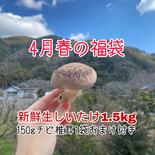 【福袋】限定新鮮生しいたけ1.5kg✨『お得』150g1袋おまけ付き 1.5kg 果物や野菜などのお取り寄せ宅配食材通販産地直送アウル