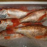 長崎近海産旬の地魚鮮魚セット（松） 120サイズ満載 果物や野菜などのお取り寄せ宅配食材通販産地直送アウル