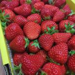 【クール便】美味かばぁ〜い^^完熟いちご!!農家直送 箱込み1kg以上 果物や野菜などのお取り寄せ宅配食材通販産地直送アウル
