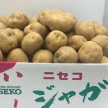 11 キタアカリ Mサイズ 5㌔ じゃがいも 北海道 5キロ 果物や野菜などのお取り寄せ宅配食材通販産地直送アウル