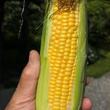驚きの甘さ！朝採り　わくわくコーン🌽 10本セット 約5キロ 果物や野菜などのお取り寄せ宅配食材通販産地直送アウル