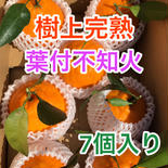 【限定3箱Ｌサイズ】樹上完熟　不知火（デコポンと同品種）7個入り 7個入り（サイズＬ） 果物や野菜などのお取り寄せ宅配食材通販産地直送アウル