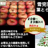 青森県産りんご  糖度13%以上保証 限定１５セット販売  自然葉とらずサンふじ5kg 家庭用 5kg 果物や野菜などのお取り寄せ宅配食材通販産地直送アウル