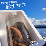 〈2㌔〉赤ナマコ 生きたままお届け！ 2k 果物や野菜などのお取り寄せ宅配食材通販産地直送アウル