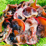 高知県産の生きくらげ 500g ※朝収穫で夕方発送 500g 果物や野菜などのお取り寄せ宅配食材通販産地直送アウル
