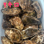 殻付き7キロ　仙人クラス用 7 果物や野菜などのお取り寄せ宅配食材通販産地直送アウル