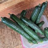 減農薬きゅうり 2キロ 果物や野菜などのお取り寄せ宅配食材通販産地直送アウル