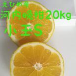 愛南ゴールド20kg 小玉S20kg 20kg 果物や野菜などのお取り寄せ宅配食材通販産地直送アウル