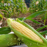 【初夏の贈り物】朝摘みゴールドラッシュ〈特選12本 常温便〉7月分 常温12本 果物や野菜などのお取り寄せ宅配食材通販産地直送アウル