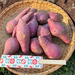 熟成　紅はるか10kg（訳あり） 10kg 果物や野菜などのお取り寄せ宅配食材通販産地直送アウル