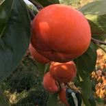 奈良の柿！富有柿(冷蔵柿) ３Ｌサイズ　１２玉入り 果物や野菜などのお取り寄せ宅配食材通販産地直送アウル