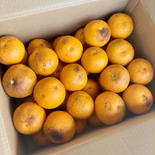 今季限定価格！9.5kg 小さめ【訳あり】八朔☆ネット販売スタート記念 9.5kg 果物や野菜などのお取り寄せ宅配食材通販産地直送アウル