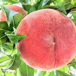〈お贈物にも！ご家庭でも!!〉旬の桃 約3kg(7~12玉) 約3kg 果物や野菜などのお取り寄せ宅配食材通販産地直送アウル