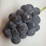 信州上田産のピオーネ 約1kg　2房〜3房 果物や野菜などのお取り寄せ宅配食材通販産地直送アウル