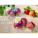 【有機JAS】福岡県産いちじく　8〜9月より順次発送の予約商品(約800g-1kg程度)　イチジク 有機JASイチジク（800g-） 果物や野菜などのお取り寄せ宅配食材通販産地直送アウル