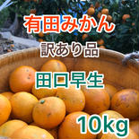 旨得！山富農園の田口早生（北海道•沖縄のお客様用） 箱込み10kg   果物や野菜などのお取り寄せ宅配食材通販産地直送アウル