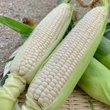 甘みたっぷり《雪の妖精》6本 6本 果物や野菜などのお取り寄せ宅配食材通販産地直送アウル