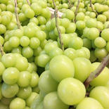 山梨県産シャインマスカット約1kg 約1kg 果物や野菜などのお取り寄せ宅配食材通販産地直送アウル