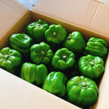 神楽南蛮(かぐらなんばん)約１kg 1kg 果物や野菜などのお取り寄せ宅配食材通販産地直送アウル