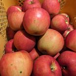 【訳あり】旬のりんご5kg箱 約4.5〜5.5kg（12〜20玉） 果物や野菜などのお取り寄せ宅配食材通販産地直送アウル