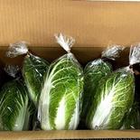 食べきりサイズのベビー白菜（娃々菜）4～６個入り　沖縄・北海道・離島地区 ４００ｇ以上５個～６個 果物や野菜などのお取り寄せ宅配食材通販産地直送アウル
