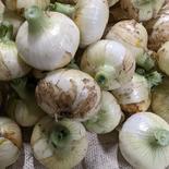 玉ねぎ農家の超極早生玉ねぎ〈訳あり〉 2.5 果物や野菜などのお取り寄せ宅配食材通販産地直送アウル