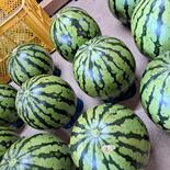 山形県産　羅皇　すいか　Mサイズ　家庭用 5～6㎏ 果物や野菜などのお取り寄せ宅配食材通販産地直送アウル
