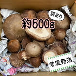 【訳あり】信州富士見高原産！生しいたけ 約500g 約500g 果物や野菜などのお取り寄せ宅配食材通販産地直送アウル