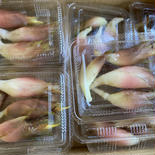 朝どりみょうが　10パックセット 0.6kg 果物や野菜などのお取り寄せ宅配食材通販産地直送アウル