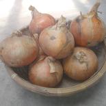 淡路島玉ねぎ　大玉　5㌔ 大玉5㌔ 果物や野菜などのお取り寄せ宅配食材通販産地直送アウル