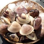 千葉県九十九里産　活はまぐり 5kg (100~140個程度） 果物や野菜などのお取り寄せ宅配食材通販産地直送アウル