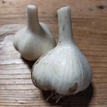 【香撃】青森県産　生にんにく 10玉 果物や野菜などのお取り寄せ宅配食材通販産地直送アウル