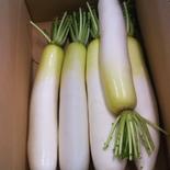 三浦の春大根　７本 7本 果物や野菜などのお取り寄せ宅配食材通販産地直送アウル