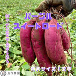 特大サイズ！紫芋 【パープルスイートロード】お菓子作り等におすすめ 5.0kg 箱込み(80サイズ) 4本から5本入り 果物や野菜などのお取り寄せ宅配食材通販産地直送アウル