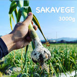SAKAVEGE にんにく🧄3000g 3000g 果物や野菜などのお取り寄せ宅配食材通販産地直送アウル