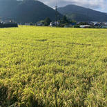 令和4年　大阪府能勢町産　きぬむすめ　2合真空パック詰め　14個 2合×14個 果物や野菜などのお取り寄せ宅配食材通販産地直送アウル