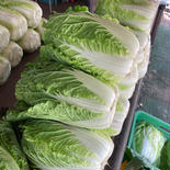 朝採り白菜 3玉　4kg以上 果物や野菜などのお取り寄せ宅配食材通販産地直送アウル