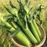 【朝採り新鮮】北海道産　ヤングコーン　50本 50本 果物や野菜などのお取り寄せ宅配食材通販産地直送アウル