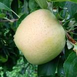 【先行予約】甘くて幸せ『王林』！贈答用約3㎏　8～12玉　 約3㎏ 果物や野菜などのお取り寄せ宅配食材通販産地直送アウル