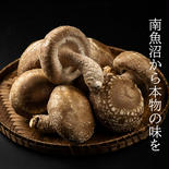 《当日収穫発送》A品超肉厚極上生椎茸1000g 1㎏ 果物や野菜などのお取り寄せ宅配食材通販産地直送アウル