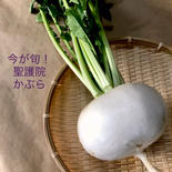 常温便　お料理上手さんへ☆聖護院かぶら 2〜3個 5㌔以内 果物や野菜などのお取り寄せ宅配食材通販産地直送アウル