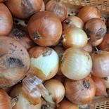 【訳あり】北海道産玉ねぎ4 4kg 果物や野菜などのお取り寄せ宅配食材通販産地直送アウル
