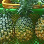 石垣島蜜蜂農園のパイナップル4.5キロ前後 4.5キロ前後 果物や野菜などのお取り寄せ宅配食材通販産地直送アウル