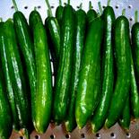 暑い夏にはサラダキュウリ(デコ☆♡入り) 約1.9kg 果物や野菜などのお取り寄せ宅配食材通販産地直送アウル