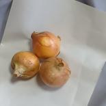 【無農薬】新玉ねぎ 3㎏（2025年6月上旬収穫） 玉ねぎ 約3kg（目安12個前後） ※大小混合でお届けする場合があります。 果物や野菜などのお取り寄せ宅配食材通販産地直送アウル