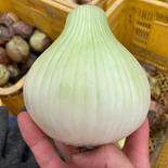 お買い得！ 訳あり泉州玉ねぎ10kg 10kg 果物や野菜などのお取り寄せ宅配食材通販産地直送アウル
