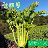 セロリ　Mサイズ　3株 Mサイズ3株 果物や野菜などのお取り寄せ宅配食材通販産地直送アウル