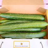 鈴木清友農園　無農薬きゅうら 2.0kg 果物や野菜などのお取り寄せ宅配食材通販産地直送アウル