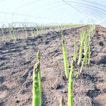 中国、四国到着限定/北海道産アスパラガス２Lサイズ以上 1kg 果物や野菜などのお取り寄せ宅配食材通販産地直送アウル